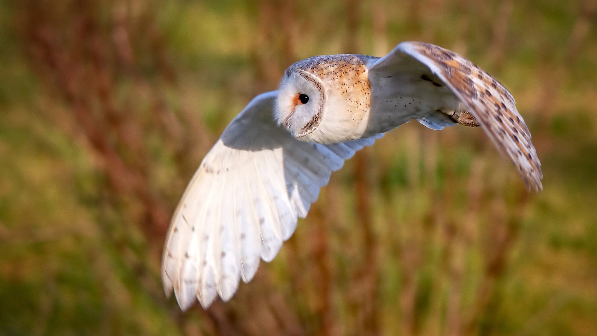 “快节奏规则开启行业新篇章——打破时间界限推动运动生态全面升级”