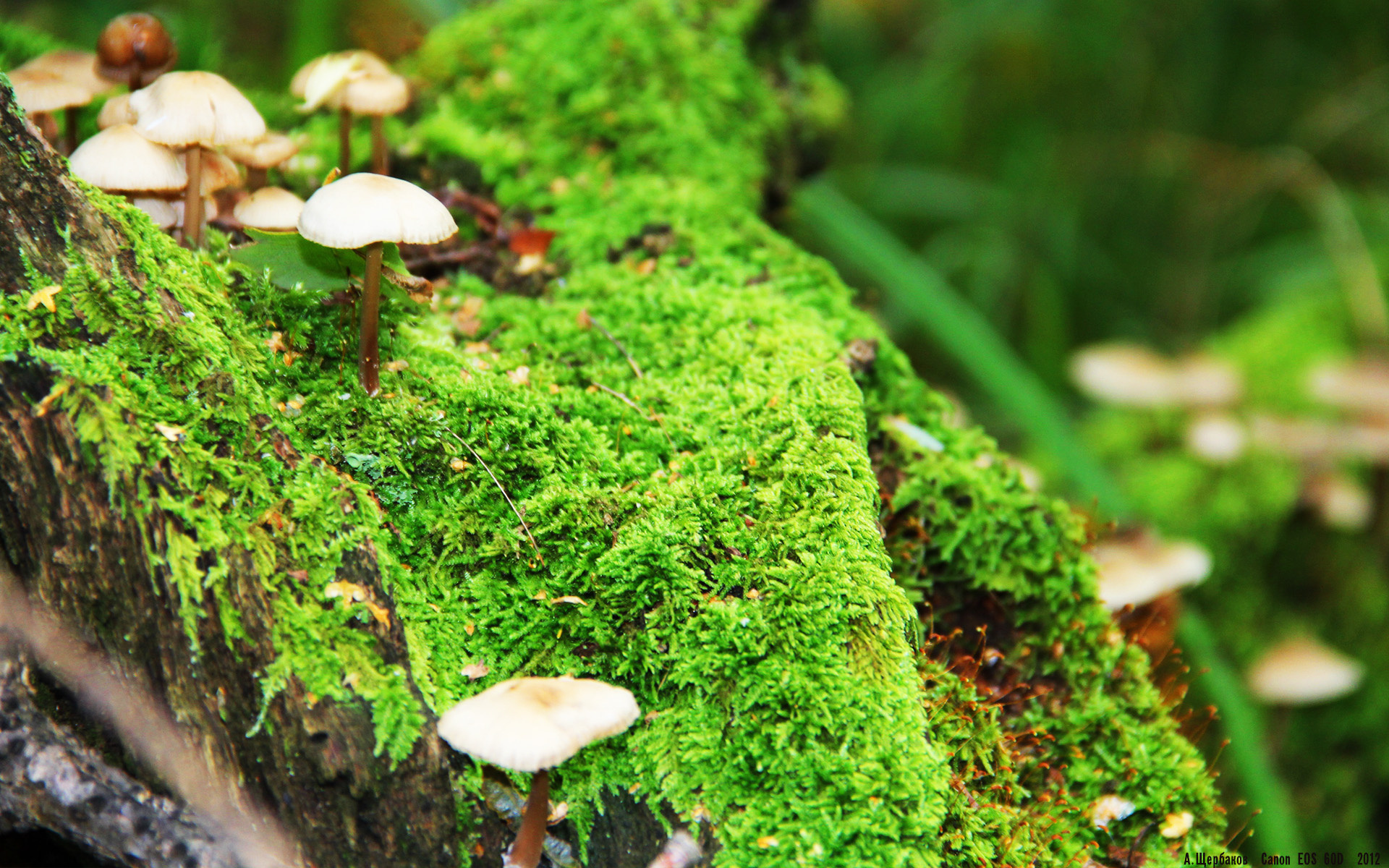 开云网页版登录入口-_机器人运动会：科技与运动的未来融合_，机器人竞技运动