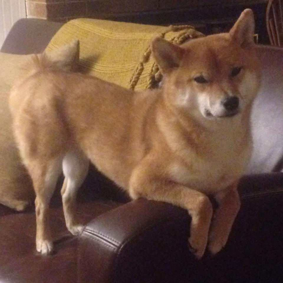 开云·Kaiyun网页版-《《使命召唤：现代战争3》上线全新多人模式》，使命召唤 现代战争 3