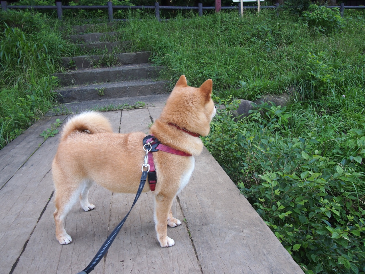 开云官网-向顶峰挑战之登山赛：攀登者的极限之旅，向山顶攀登作文